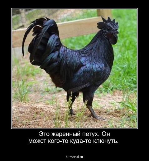 Это жаренный петух. Он может кого-то куда-то клюнуть.