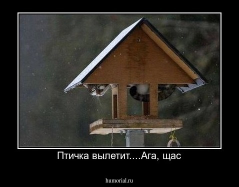 Птичка вылетит....Ага, щас