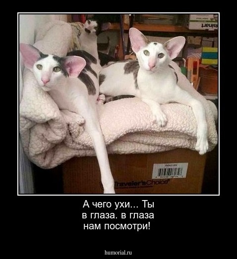 А чего ухи... Ты в глаза. в глаза нам посмотри!