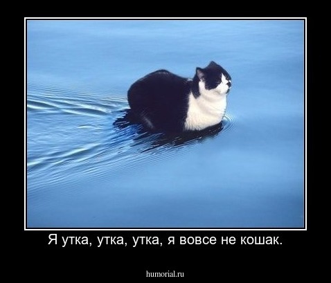Я утка, утка, утка, я вовсе не кошак.