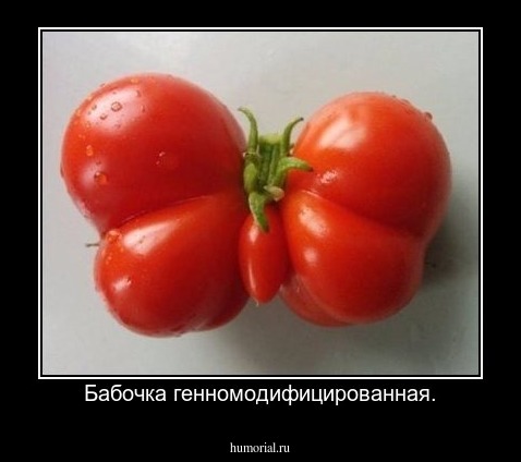 Бабочка генномодифицированная.