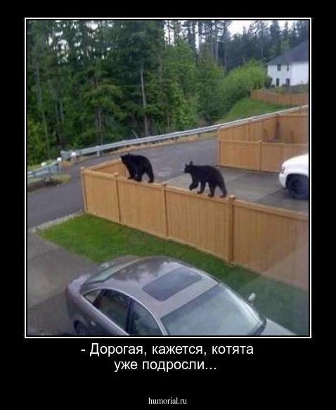 - Дорогая, кажется, котята уже подросли...