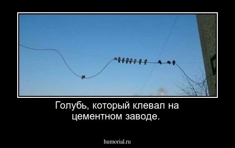 Голубь, который клевал на цементном заводе.