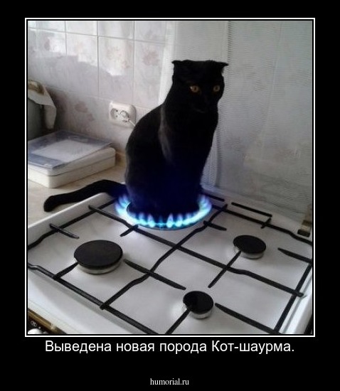 Выведена новая порода Кот-шаурма.
