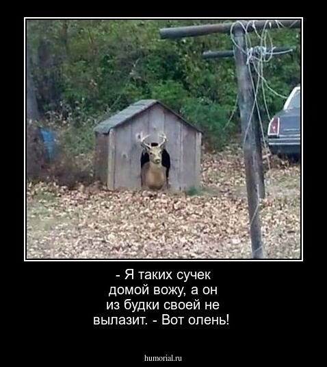 - Я таких сучек домой вожу, а он из будки своей не вылазит. - Вот олень!