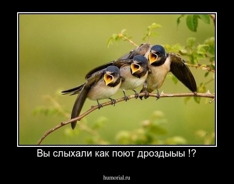 Вы слыхали как поют дроздыыы !?