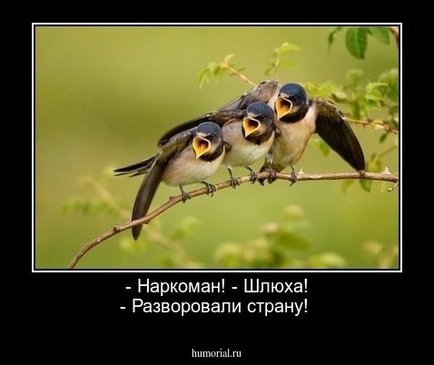 - Наркоман! 
- Шлюха!
- Разворовали страну!