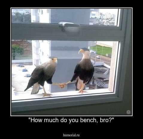 "How much do you bench, bro?"