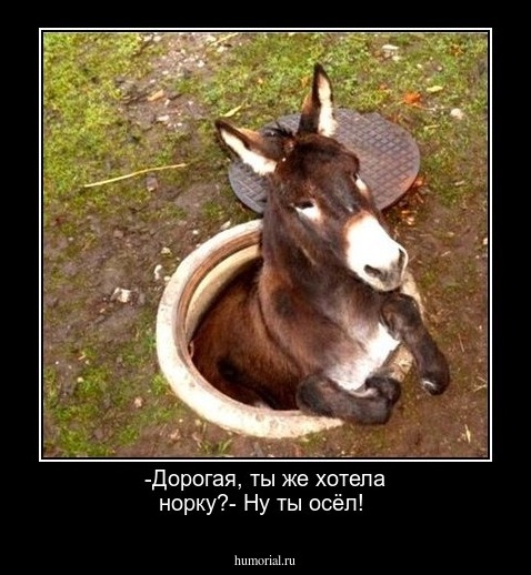 -Дорогая, ты же хотела норку?- Ну ты осёл!