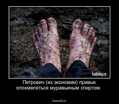 Петрович  (из экономии) привык опохмеляться муравьиным спиртом.