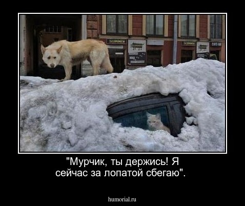 "Мурчик, ты держись! Я сейчас за лопатой сбегаю".
