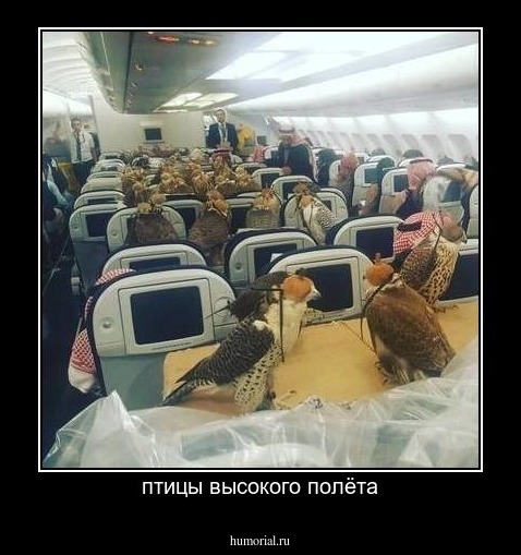 птицы высокого полёта