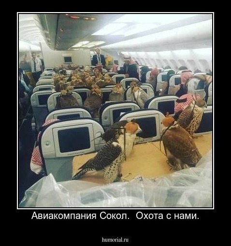 Авиакомпания Сокол.  Охота с нами.