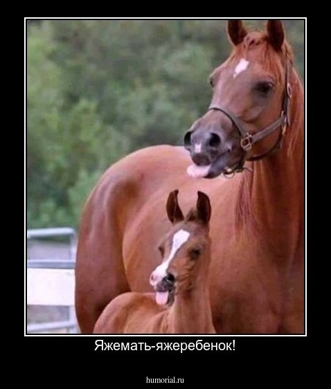 Яжемать-яжеребенок!