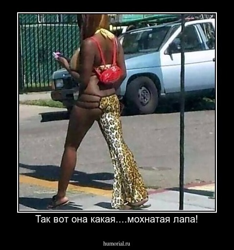 Так вот она какая....мохнатая лапа!