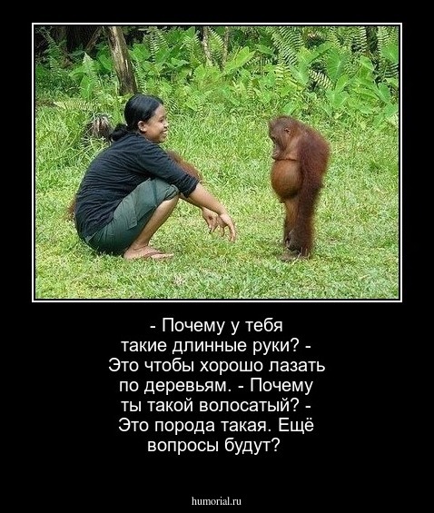- Почему у тебя такие длинные руки?
- Это чтобы хорошо лазать по деревьям.
- Почему ты такой волосатый?
- Это порода такая. Ещё вопросы будут?