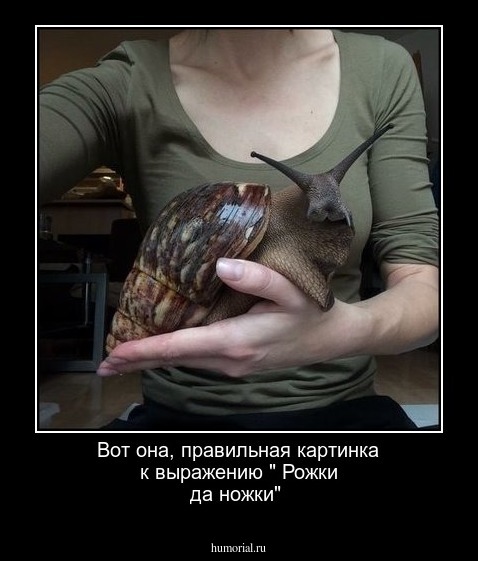 Вот она, правильная картинка к выражению " Рожки да ножки"