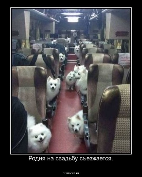 Родня на свадьбу съезжается.