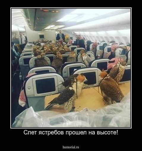 Слет ястребов прошел на высоте!
