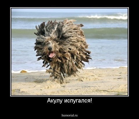 Акулу испугался!