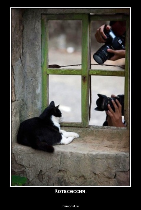 Котасессия.