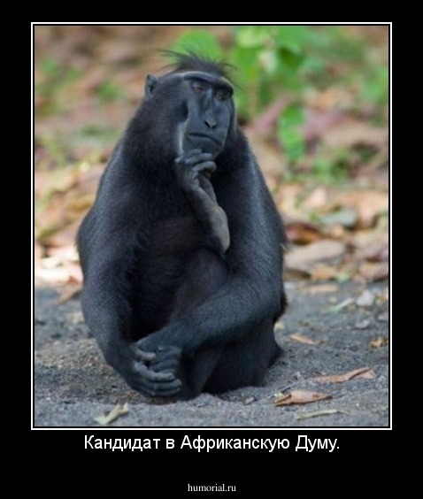 Кандидат в Африканскую Думу.