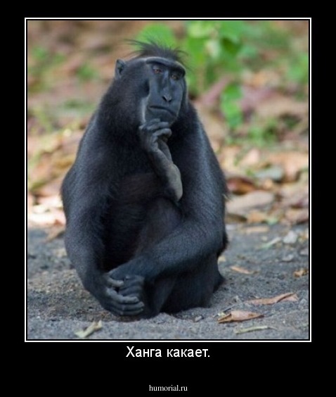 Ханга какает.