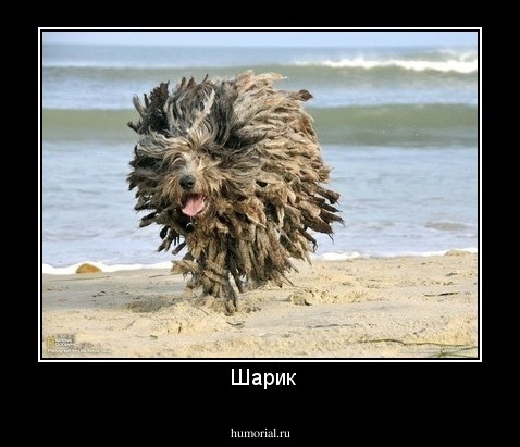  Шарик