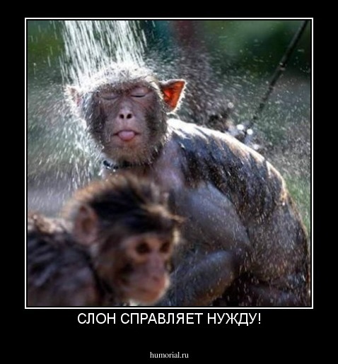 СЛОН СПРАВЛЯЕТ НУЖДУ!