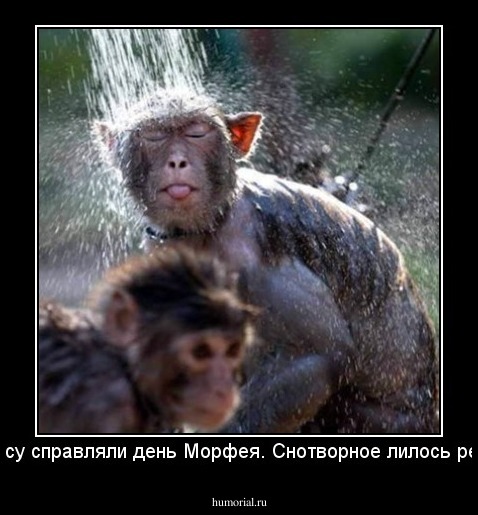 В лесу справляли день Морфея. Снотворное лилось рекой.