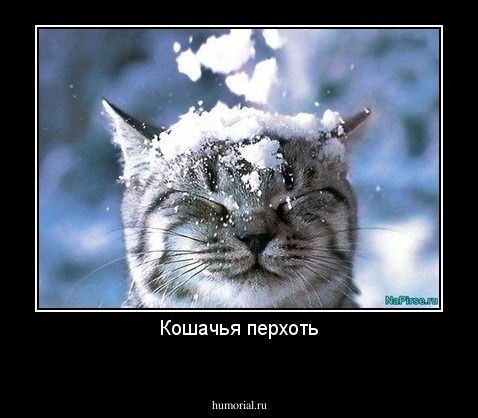 Кошачья перхоть
