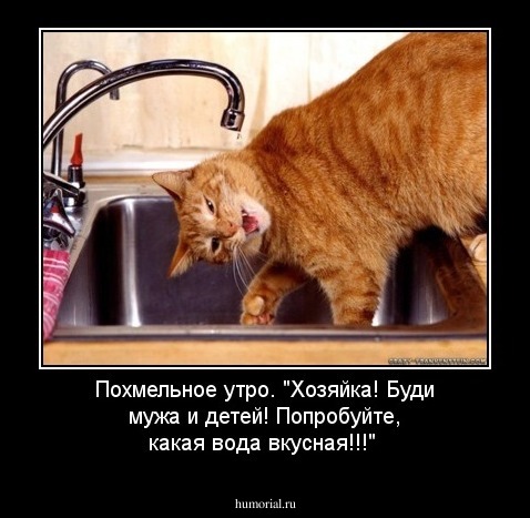 Похмельное утро. "Хозяйка! Буди мужа и детей! Попробуйте, какая вода вкусная!!!"