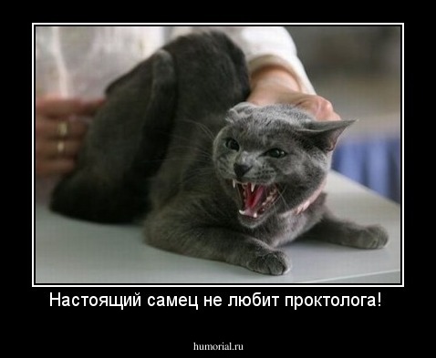 Настоящий самец не любит проктолога! 
