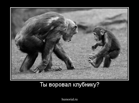 Ты воровал клубнику?