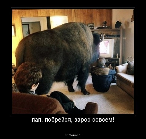 пап, побрейся, зарос совсем!