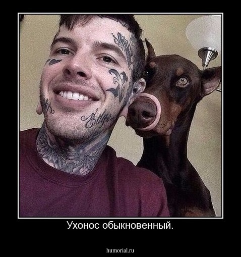 Ухонос обыкновенный.