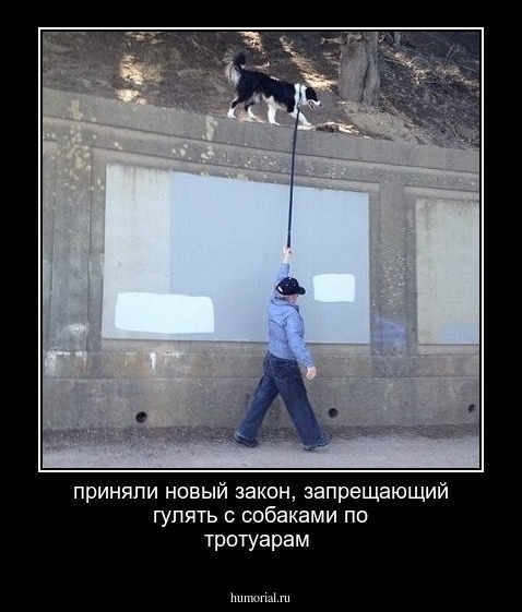 приняли новый закон, запрещающий гулять с собаками по тротуарам