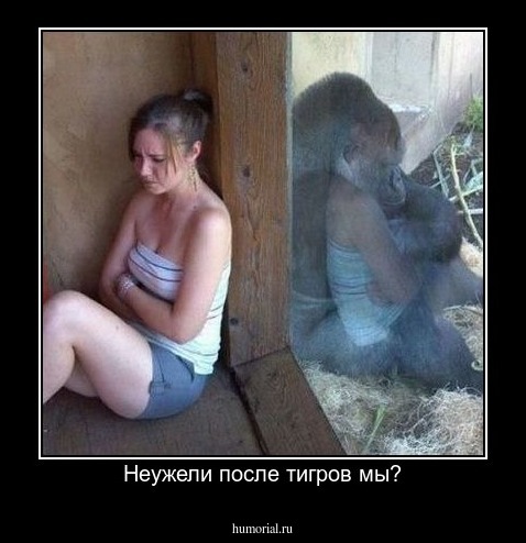 Неужели после тигров мы?