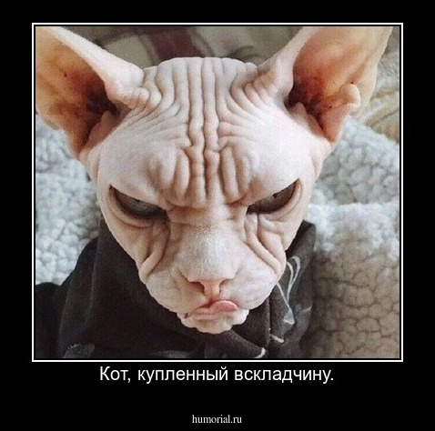 Кот, купленный вскладчину.