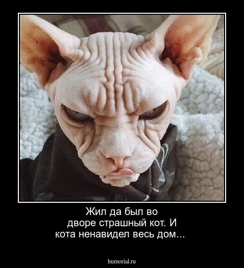 Жил да был во дворе страшный кот.
И кота ненавидел весь дом...