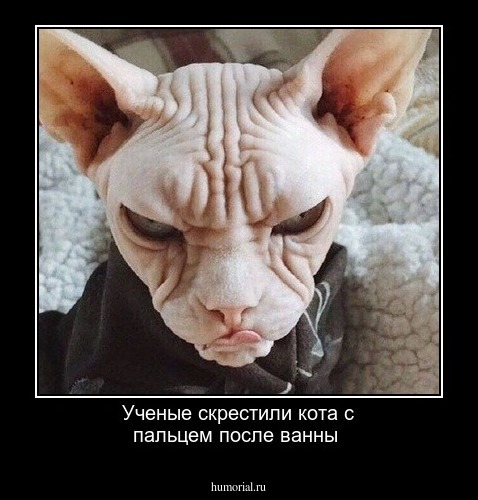 Ученые скрестили кота с пальцем после ванны 