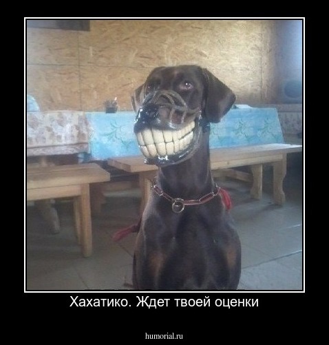 Хахатико. Ждет твоей оценки