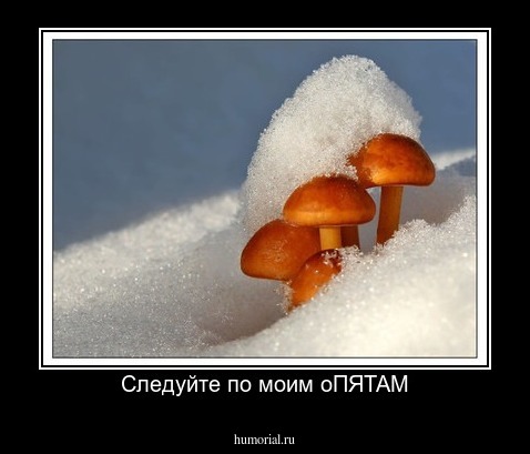 Следуйте по моим оПЯТАМ