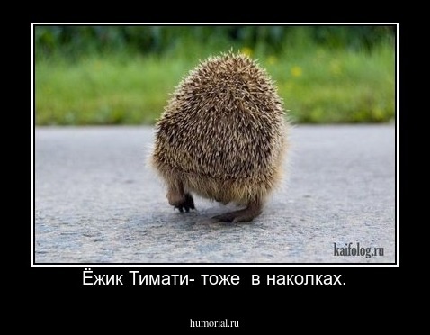 Ёжик Тимати- тоже  в наколках.