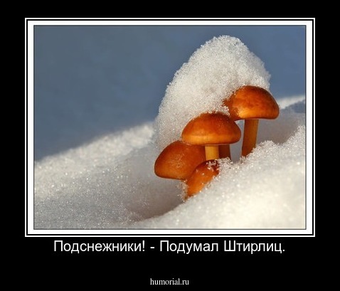 Подснежники! - Подумал Штирлиц.
