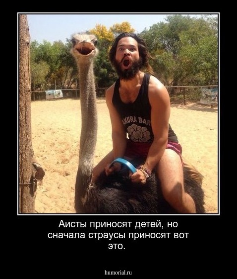 Аисты приносят детей, но сначала страусы приносят вот это. 