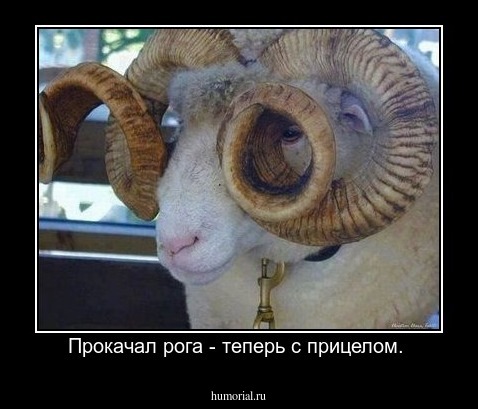 Прокачал рога - теперь с прицелом. 