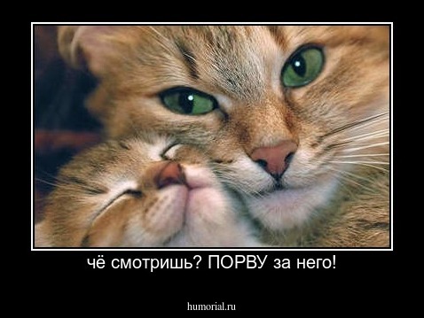 чё смотришь? ПОРВУ за него!