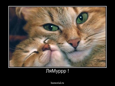 ЛяМуррр !