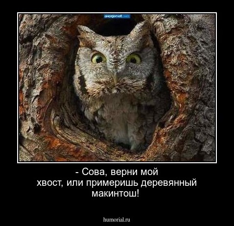 - Сова, верни мой хвост, или примеришь деревянный макинтош!